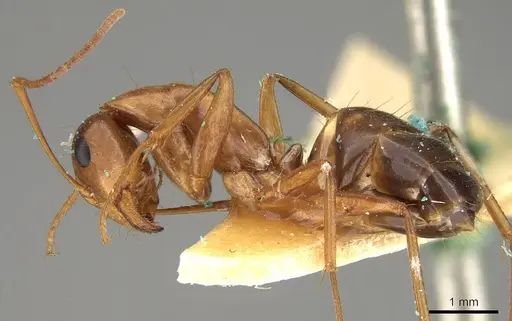 Camponotus nylanderi - CASENT0906995