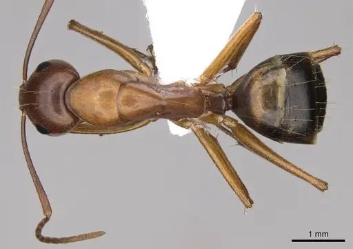 Camponotus nylanderi - CASENT0914417