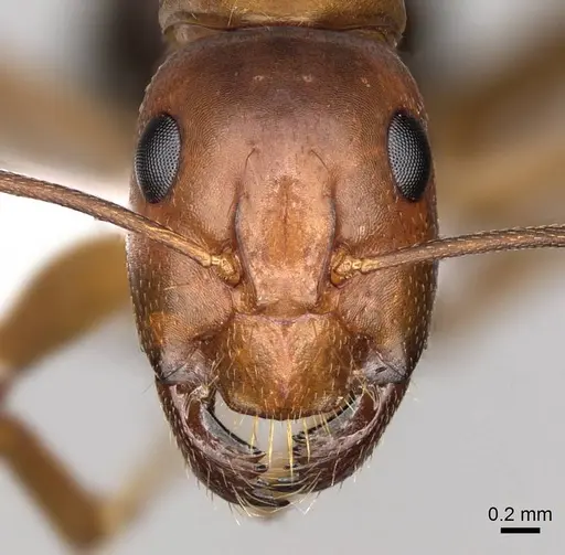 Camponotus nylanderi - CASENT0914417