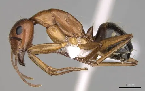Camponotus nylanderi - CASENT0914417
