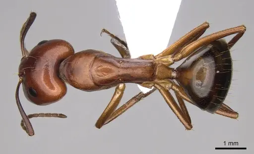 Camponotus nylanderi - CASENT0914418