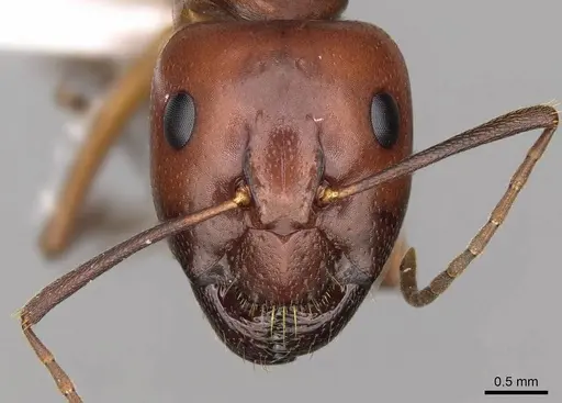 Camponotus nylanderi - CASENT0914418