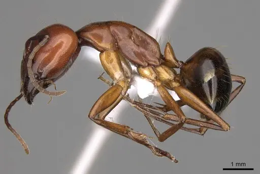 Camponotus nylanderi - CASENT0914418