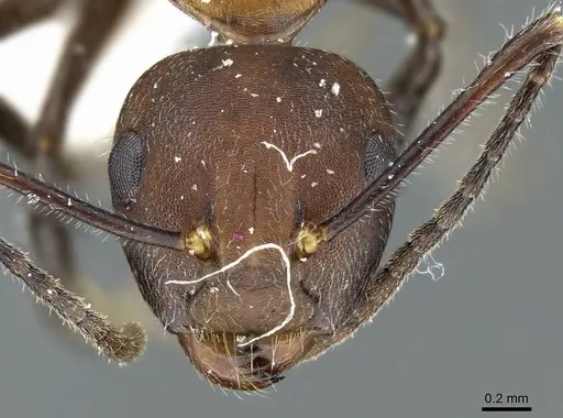 Camponotus nywet specimen