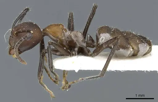 Camponotus nywet specimen