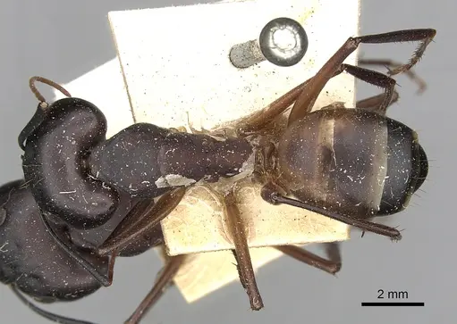 Camponotus oasium specimen