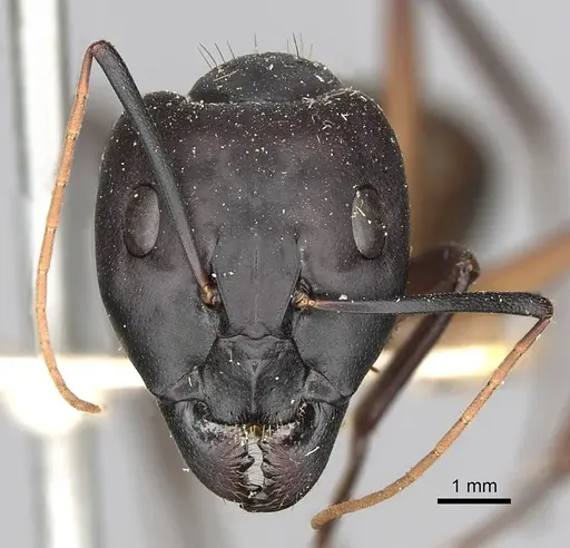 Camponotus oasium specimen