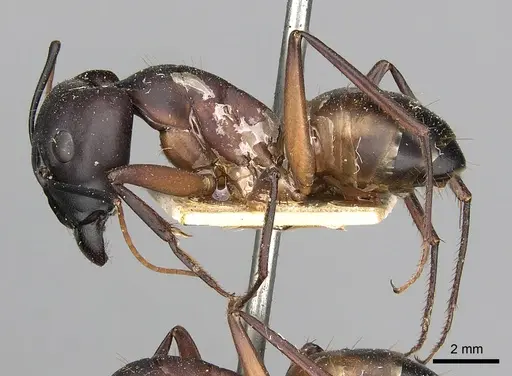 Camponotus oasium specimen