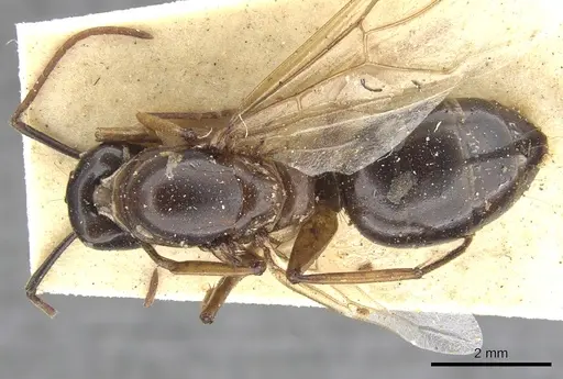 Camponotus oblongus specimen