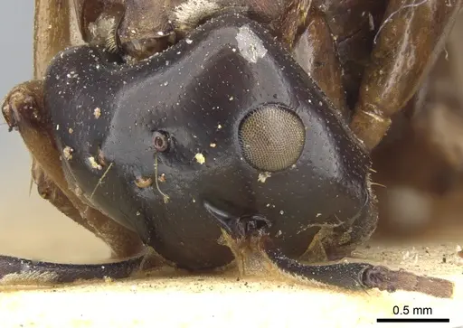 Camponotus oblongus specimen