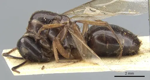 Camponotus oblongus specimen