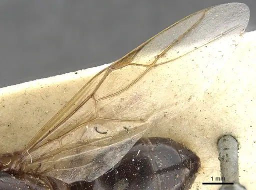 Camponotus oblongus - CASENT0903585