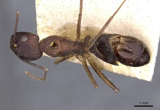 Camponotus oblongus - CASENT0910163