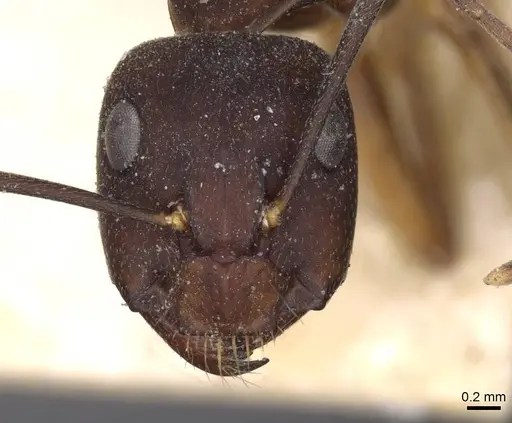 Camponotus oblongus - CASENT0910163