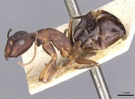 Camponotus oblongus - CASENT0910163