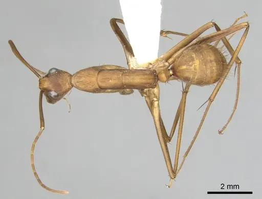 Camponotus obreptivus specimen
