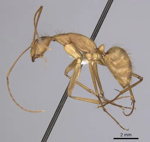 Camponotus obreptivus specimen