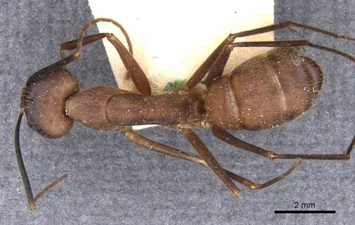 Camponotus obreptivus - CASENT0910034