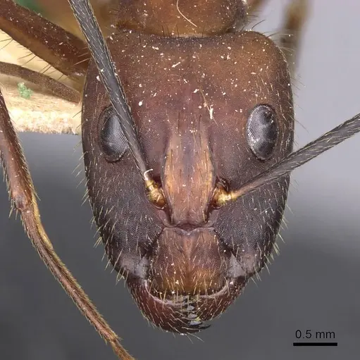 Camponotus obreptivus - CASENT0910034