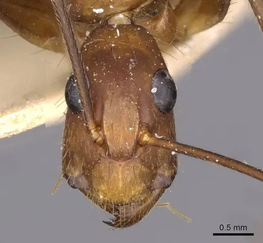 Camponotus obreptivus - CASENT0910035