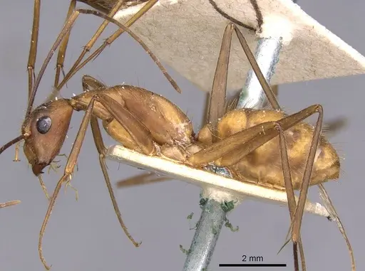 Camponotus obreptivus - CASENT0910035