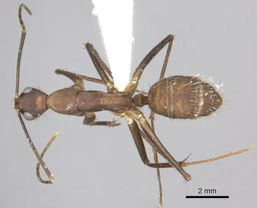 Camponotus obreptivus - INBIOCRI001281573