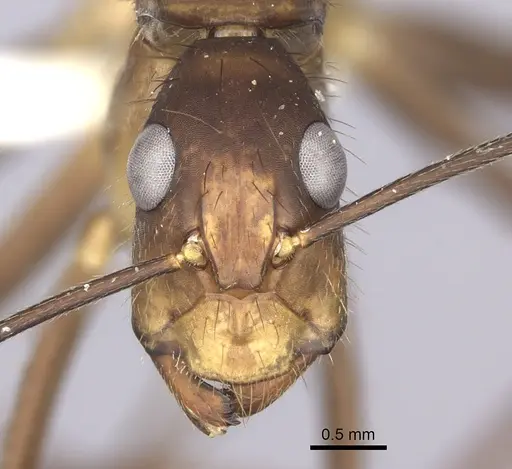 Camponotus obreptivus - INBIOCRI001281573