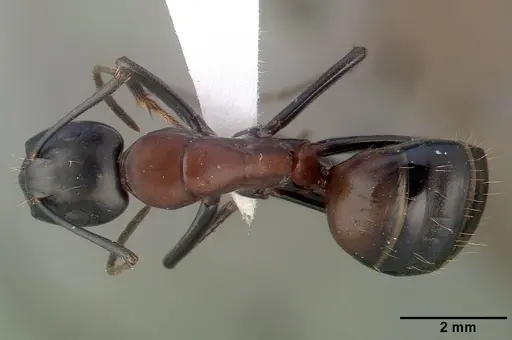 Camponotus obscuripes specimen