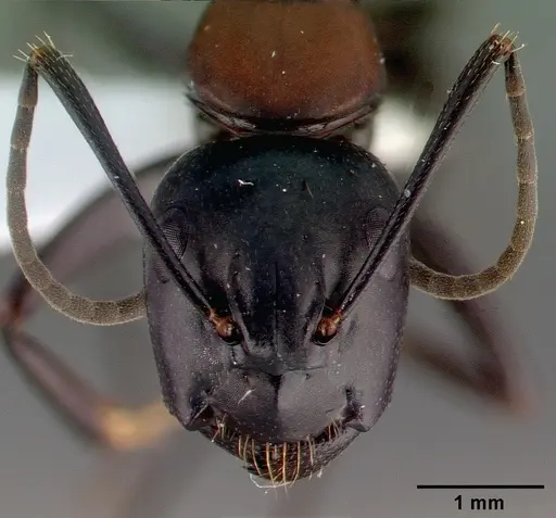 Camponotus obscuripes specimen