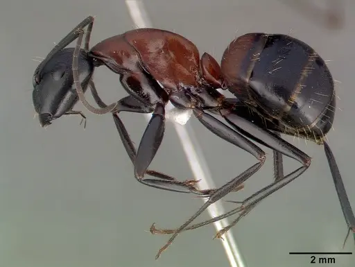 Camponotus obscuripes specimen