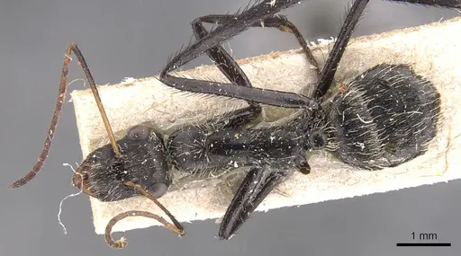Camponotus obtritus specimen