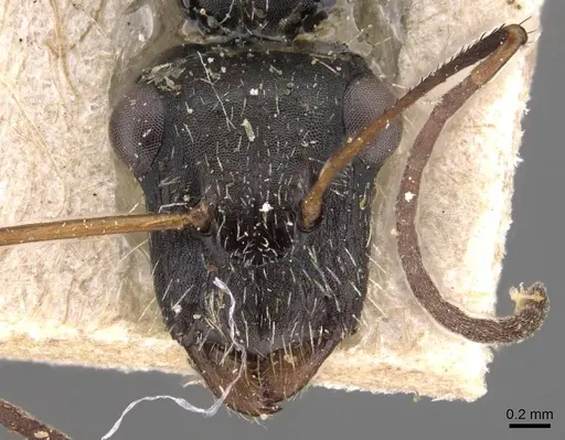 Camponotus obtritus specimen