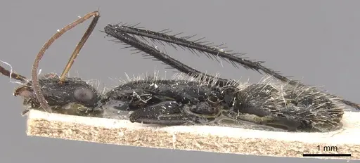 Camponotus obtritus specimen