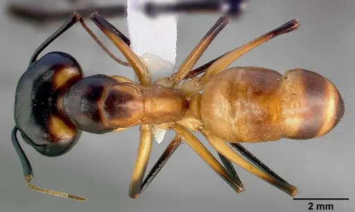 Camponotus ocreatus specimen
