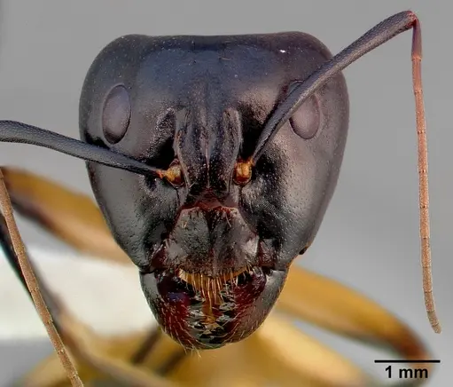 Camponotus ocreatus specimen