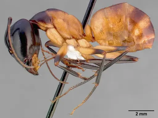 Camponotus ocreatus specimen