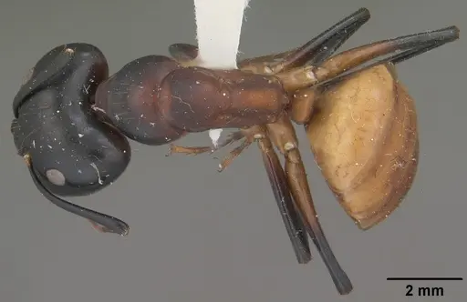 Camponotus ocreatus - CASENT0102777