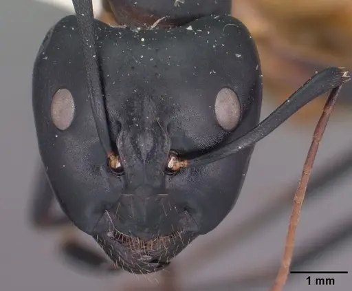 Camponotus ocreatus - CASENT0102777