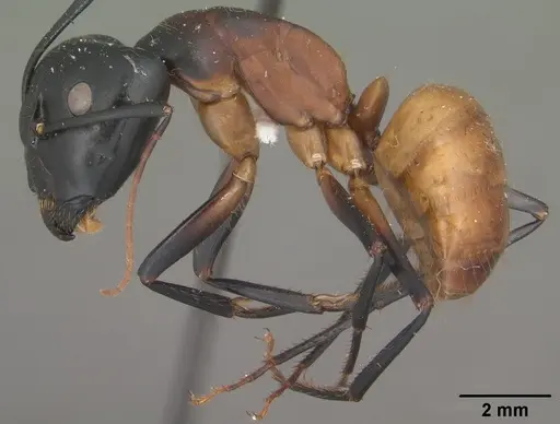 Camponotus ocreatus - CASENT0102777