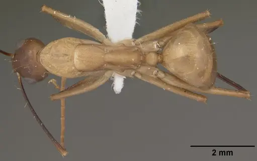 Camponotus ocreatus - CASENT0102778