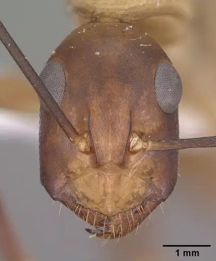 Camponotus ocreatus - CASENT0102778