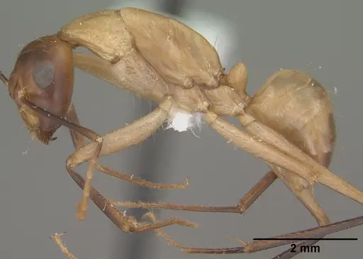 Camponotus ocreatus - CASENT0102778