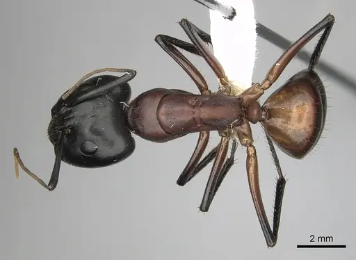 Camponotus ocreatus - CASENT0280035