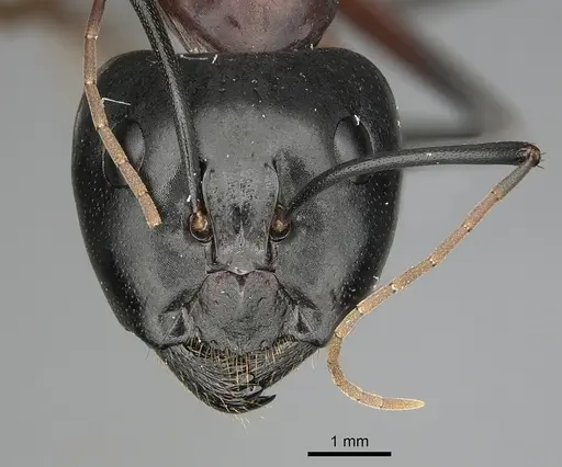 Camponotus ocreatus - CASENT0280035