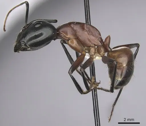 Camponotus ocreatus - CASENT0280035