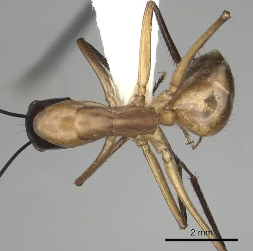 Camponotus ocreatus - CASENT0280036