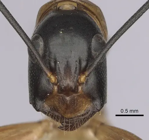 Camponotus ocreatus - CASENT0280036
