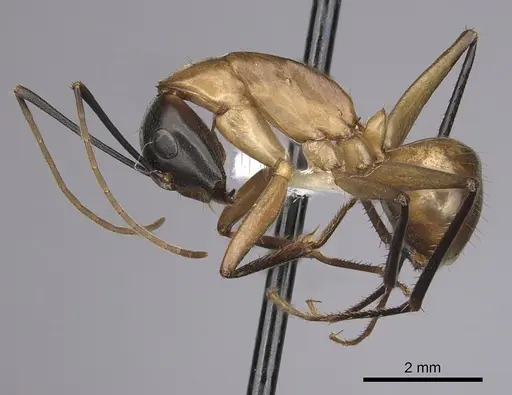Camponotus ocreatus - CASENT0280036