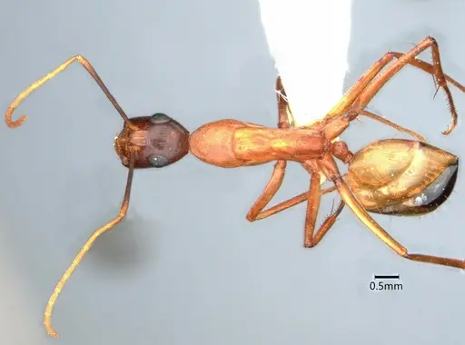 Camponotus ocreatus - CASENT0882186
