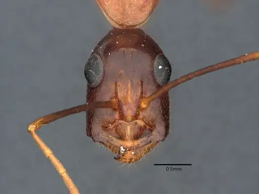 Camponotus ocreatus - CASENT0882186